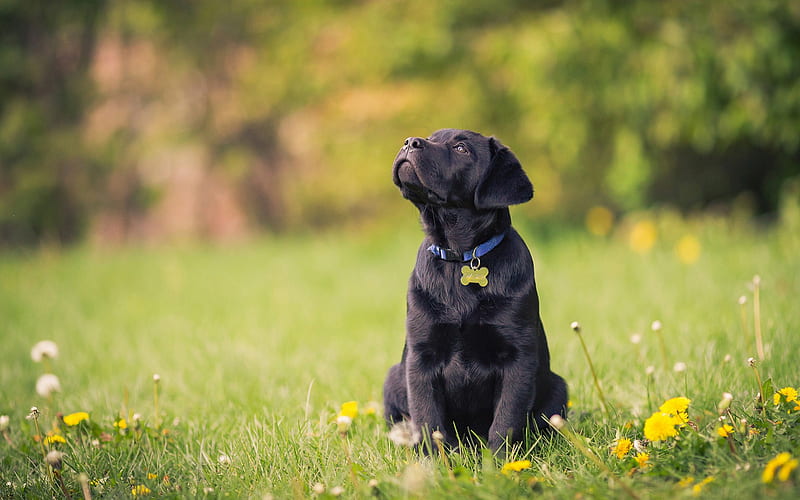 Labrador Retriever, black puppy, cute little dog, pets, green grass, small retriever, HD wallpaper