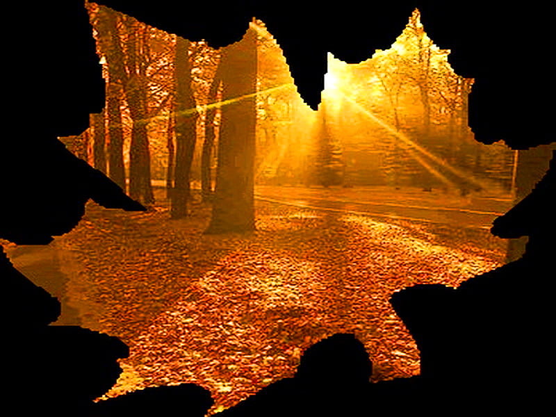 A view of autumn, forest, autumn, gold, leaves, orange, color, maple leaf, sunset, HD wallpaper