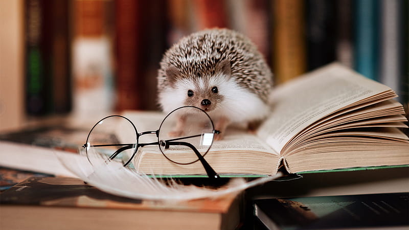 Hedgehog Is Sitting On Book Page In Blur Background Hedgehog, HD wallpaper