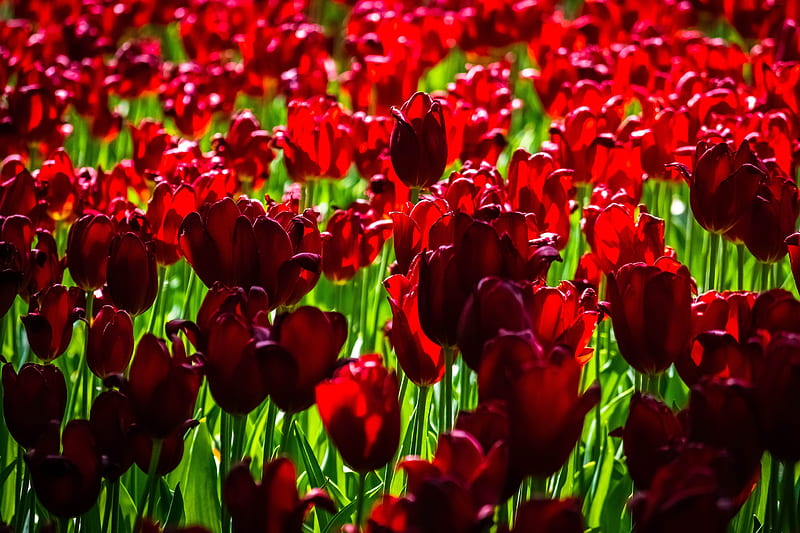 Tulips field, Tulips, Spring, Bright, Meadow, Buds, HD wallpaper