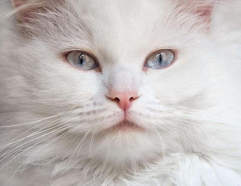 Cat, animal, eues, face, skin, white, pink, blue, pisica, HD wallpaper