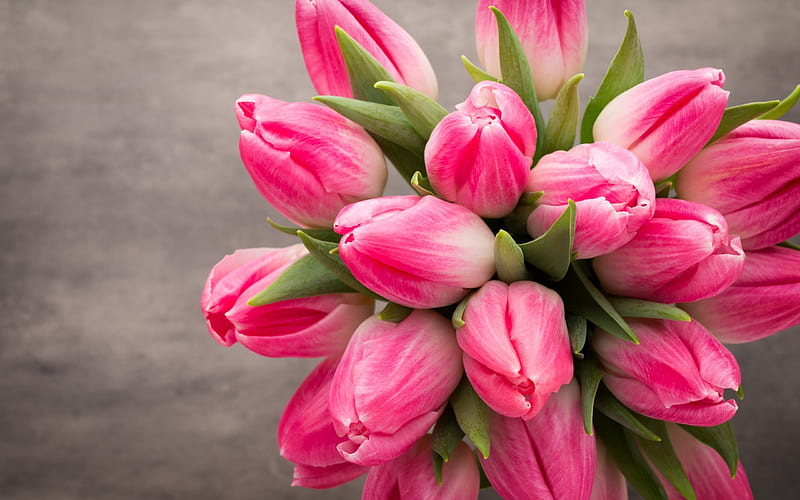 Pink tulips, spring, pink flowers, tulips, spring bouquet, HD wallpaper