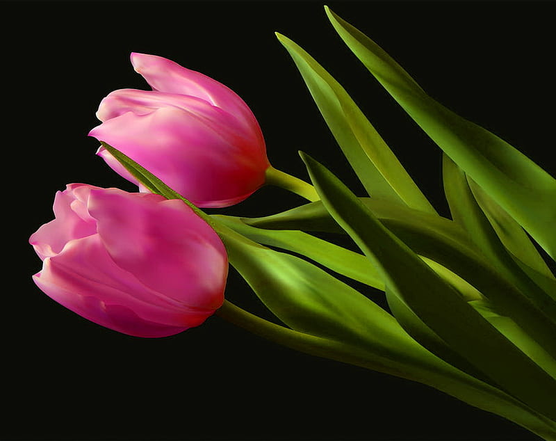Rose tulips, green, two, black background, tulips, pink, HD wallpaper