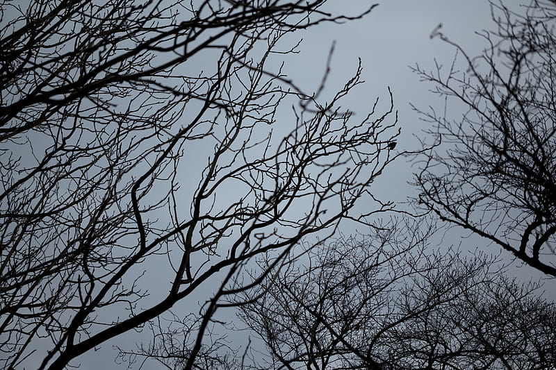 branches, bw, bottom view, sky, gray, HD wallpaper