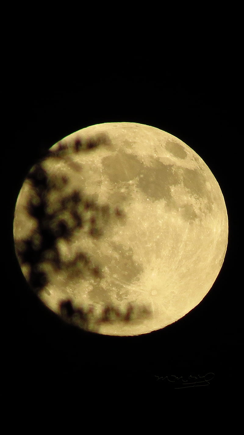 The moon, astronomy, leaves, moon, lunartics, orlandofl, us, HD phone wallpaper