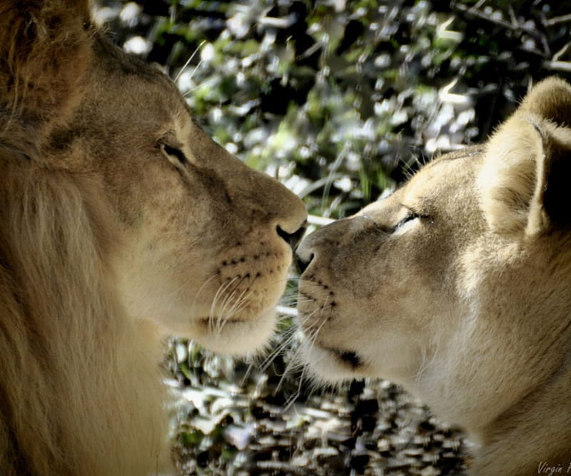 Фото львов и львиц в хорошем качестве романтические