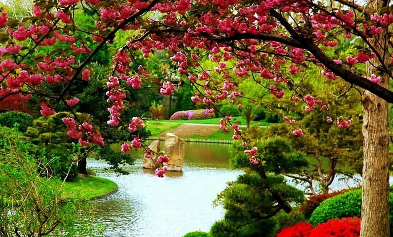 SPRING BLOSSOMS, splendor, flowers, blossoms, nature, trees, lake, landscape, HD wallpaper