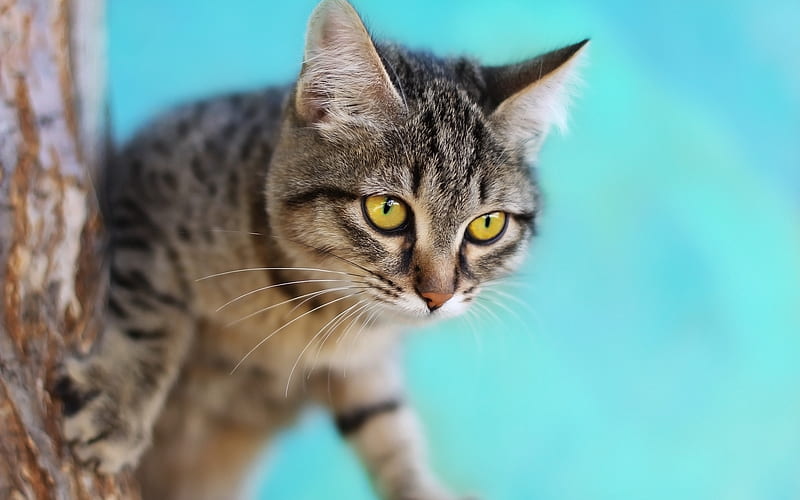 American Shorthair cat, pets, big eyes, cute cats, gray cat, cute animals, cats, HD wallpaper