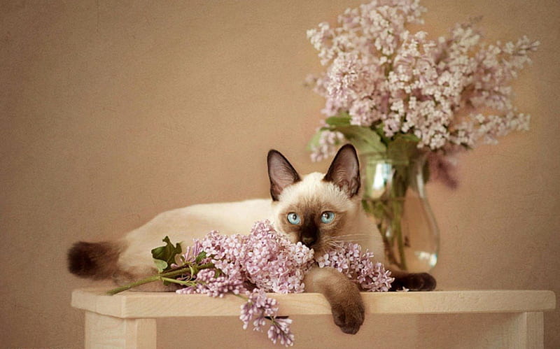 cat & lilacs, still life, flowers, cat, lilacs, animals, HD wallpaper