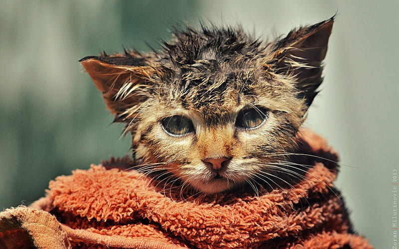 No bath! Never ever!, cute, wet, orange, by Zoran Milutinovic, funny, cat, HD wallpaper