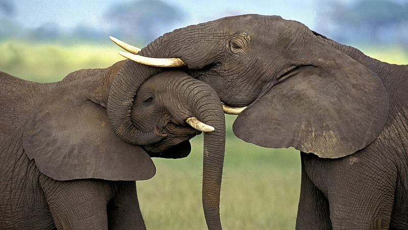 Elephant cuddle, cuddle, wild life, trunk, elephant, HD wallpaper