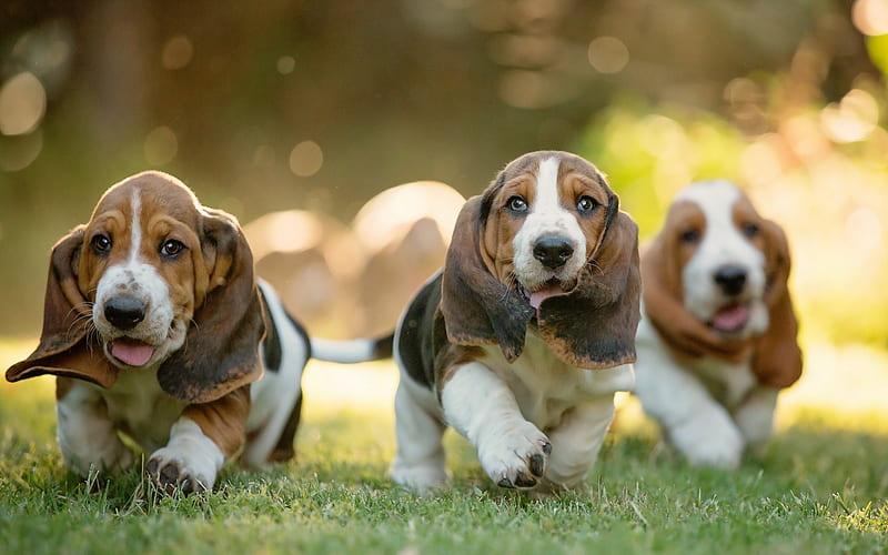 basset hound, small puppies, funny dogs, cute animals, pets, dogs, english breed of dogs, HD wallpaper