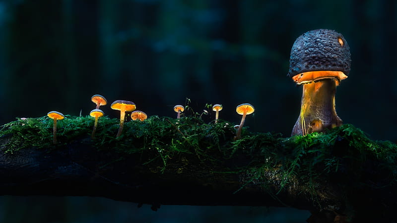 Glowing Mushroom, HD wallpaper