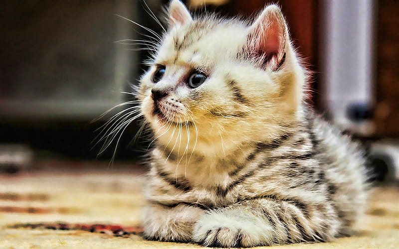 British Shorthair, kitten, close-up, cute animals, white kitten, pets, cats, domestic cat, British Shorthair Cat, HD wallpaper
