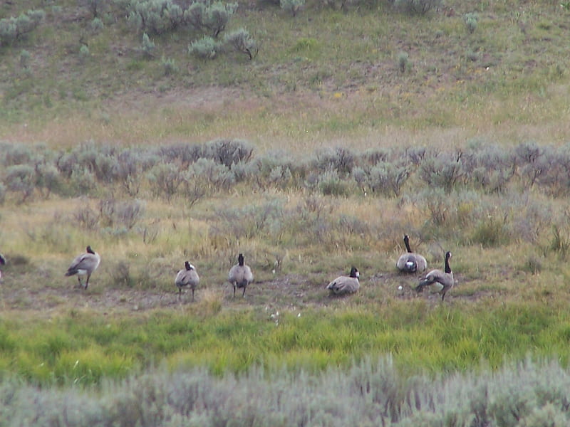 Geese West Yellowstone, Geese, Scenic, National Parks, Migratory, HD wallpaper