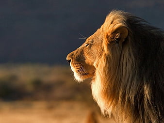 KING OF THE JUNGLE, jungle, cats, animals, lions, HD wallpaper | Peakpx KING OF THE JUNGLE, jungle, cats, animals, lions, HD wallpaper | Peakpx