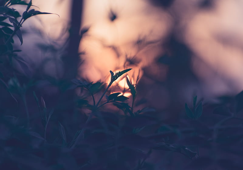 plant, leaves, macro, blur, sunset, branches, HD wallpaper