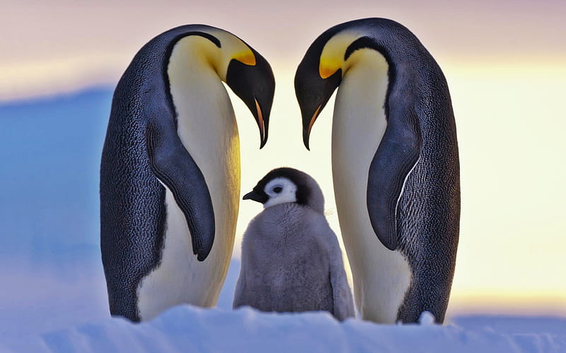 penguins, family, wildlife, chick, penguin, winter, cub, HD wallpaper