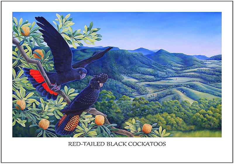 Red tailed black cockatoos flying , bird, papagal, cockatoo, pasari, painting, parrot, pictura, art, black, fruit, HD wallpaper