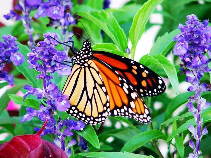 Back yard visitor, butterfly, purple, flowers, orange black white, garden, monarch, HD wallpaper