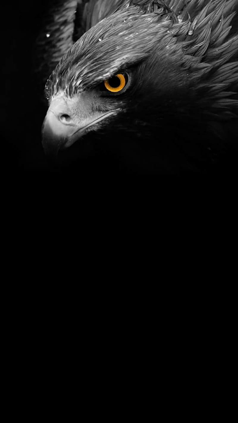Falcon, birds, black, HD phone wallpaper