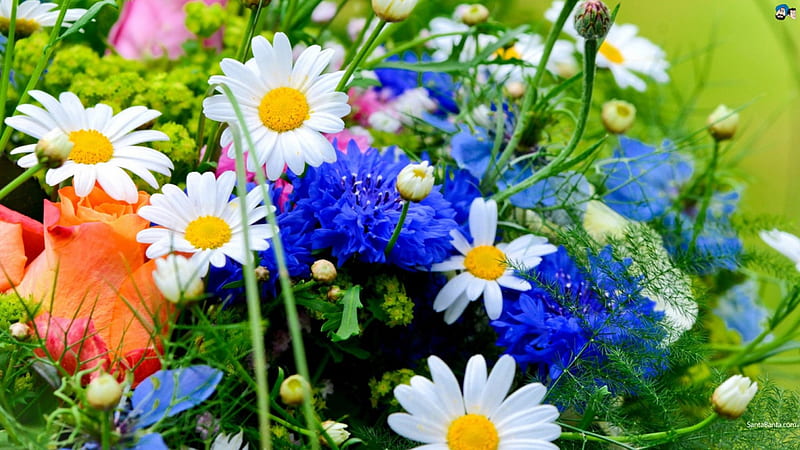 Summer Blossoms, cornflowers, daisies, poppy, mixture, colors, HD wallpaper