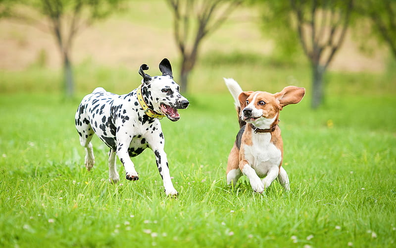 Dalmatian, Beagle, lawn, domestic dog, pets, dogs, cute animals, Dalmatian Dog, Beagle Dog, HD wallpaper