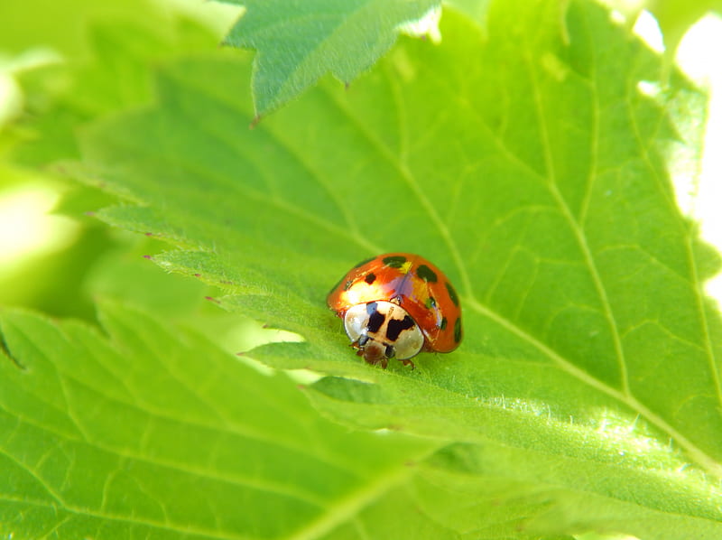 Cute Ladybugs, cute , bugs, beauty, nature, ladybugs, leafs, HD wallpaper