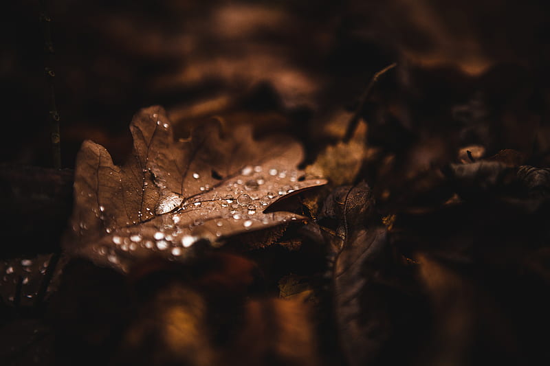 Dark drop, black, brown, fall, forest, leaves, makro, season, HD wallpaper