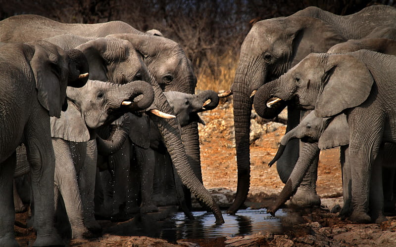 elephants, wildlife, lake, elephants drink water, elephant family, Africa, HD wallpaper