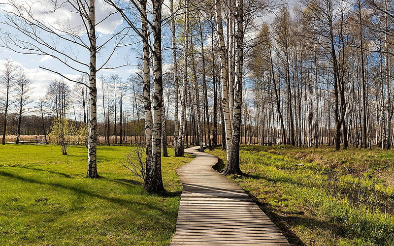 Wooden Path by Lake Lielezers, Latvia, grass, Latvia, birches, Path, spring, trees, wooden, HD wallpaper