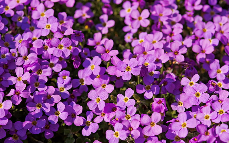 a lot of purple flowers-flowers, HD wallpaper