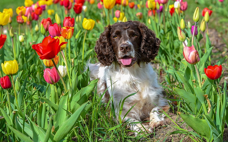 Cavalier King Charles Spaniel, white curly dog, black ears, small spaniel, tulips, spring, dog breeds, HD wallpaper