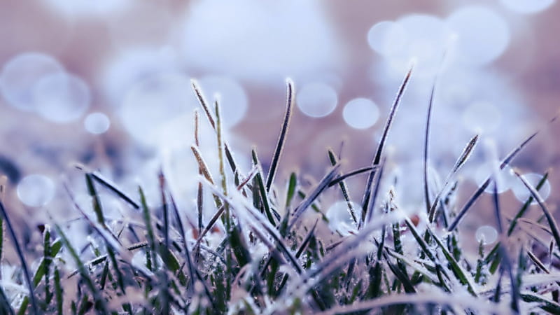 Grass, nature, winter, frost, HD wallpaper | Peakpx