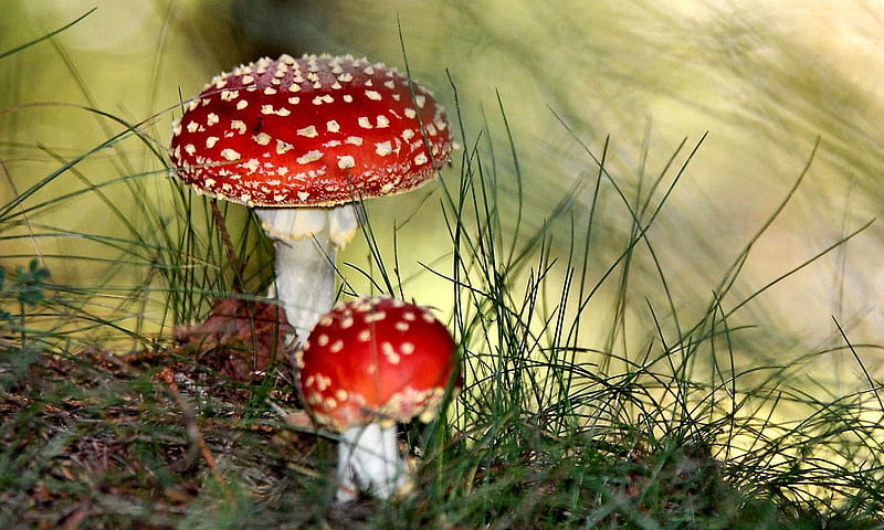 Small Red-speckled Toadstools, toadstools, graphy, speckled, bonito, HD wallpaper