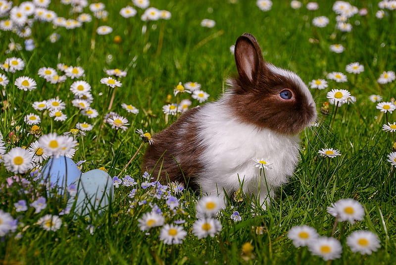Rabbit , flowers, rabbit, nature, cute, bunny, rabbits, pets, edge, HD wallpaper