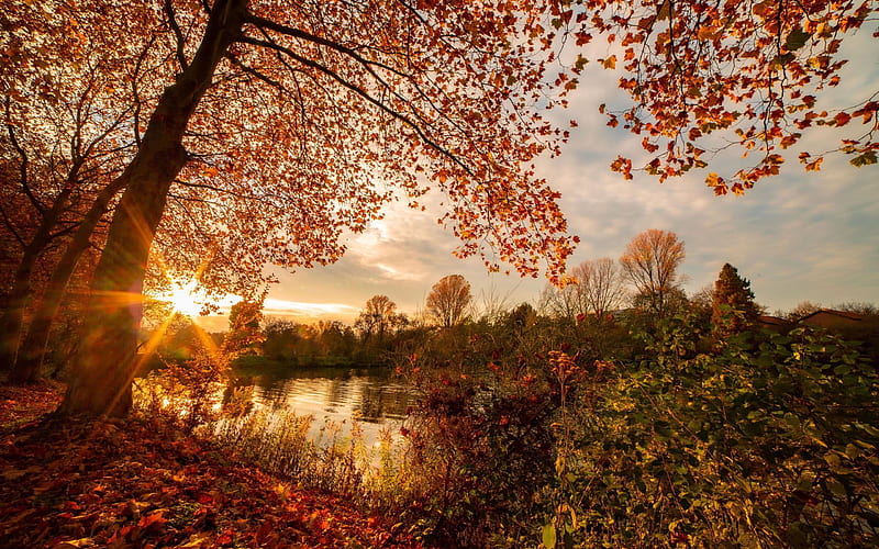 An autumn sunset near a lake in Germany, leaves, water, trees, fall, colors, sky, HD wallpaper