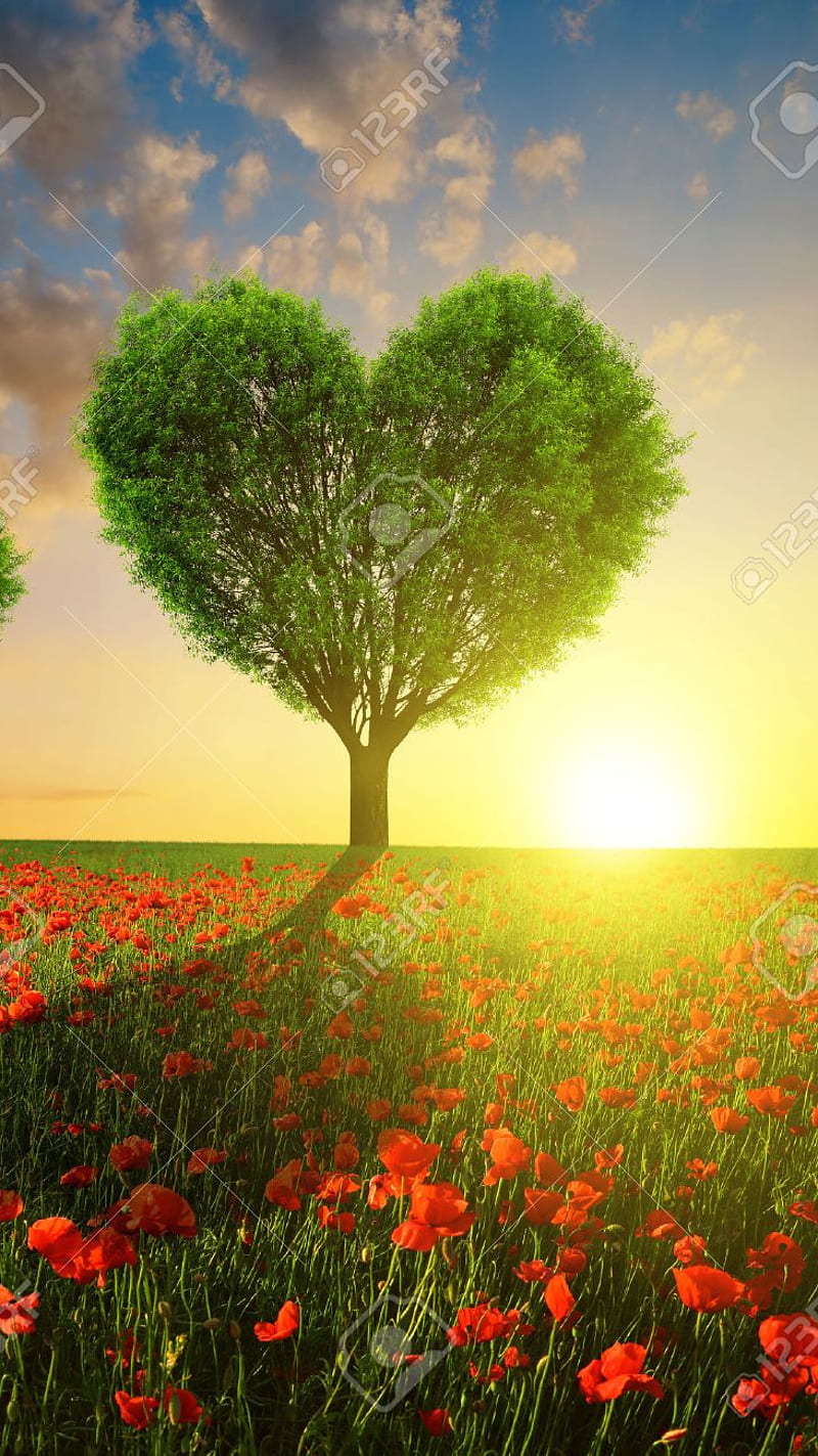 Love tree , heart, plants, nature, bonito, romantic, fantasy, flowers, sunset, HD phone wallpaper