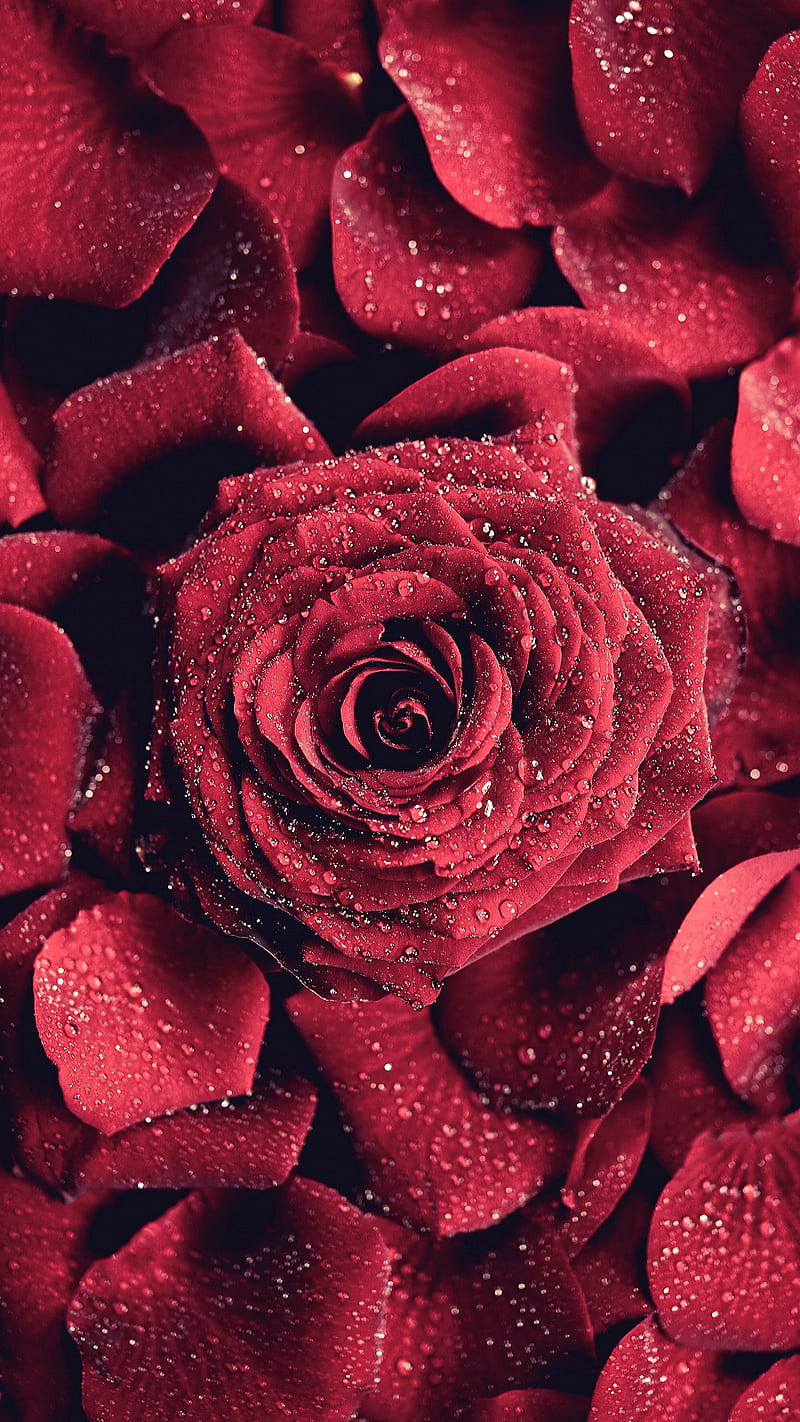 Red rose, bonito, flowers, love, nature, red, rose, waterdrops, HD phone wallpaper