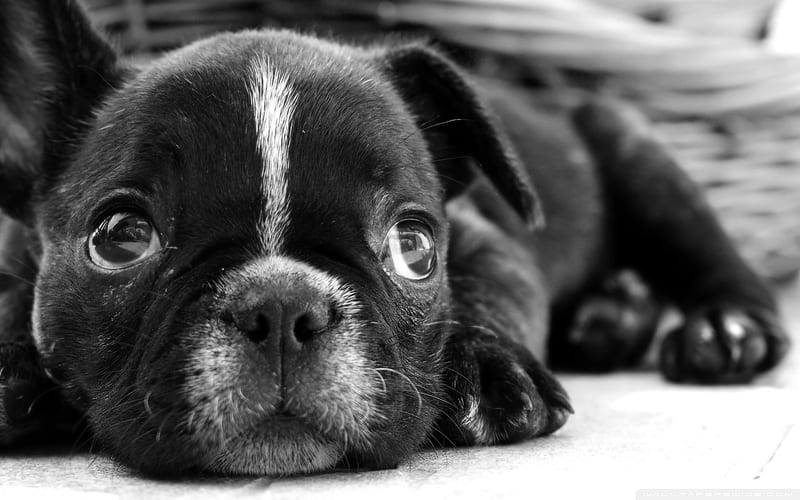 black french bulldog puppy-dog animal, HD wallpaper