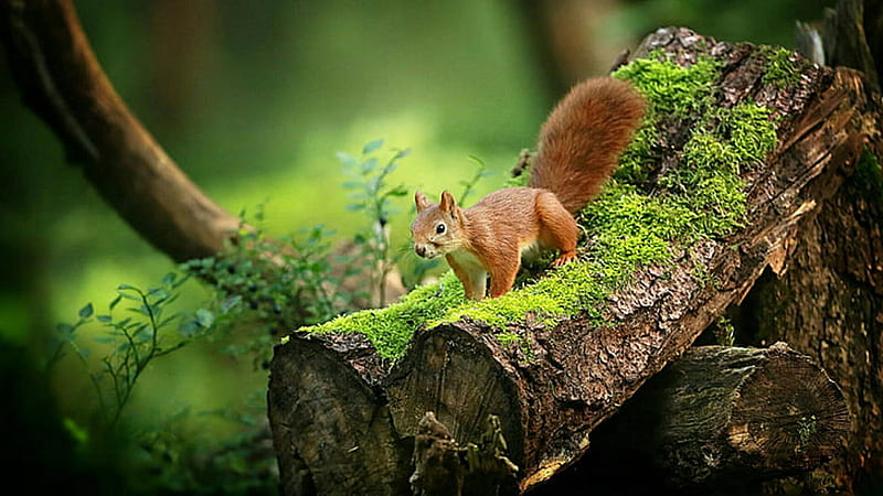 Brown White Squirrel Is Standing On Tree Trunk In Green Background Squirrel, HD wallpaper