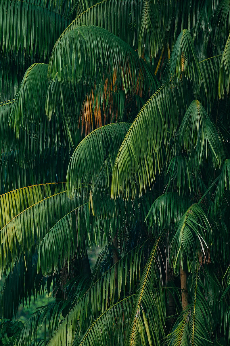 Green coconut tree, HD phone wallpaper | Peakpx