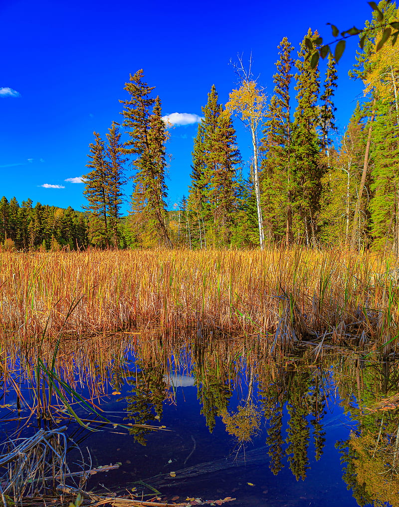 trees, lake, grass, nature, HD phone wallpaper