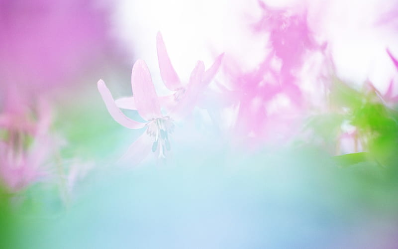 Soft Focus graphy - Romantic Flowers dim 23, HD wallpaper