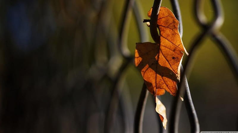 Solitary leaf, fence, fall, autumn, abstract, leaf, leaves, graphy, macro, close-up, nature, wire fence, HD wallpaper