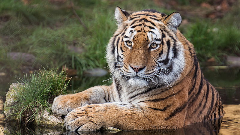 Big Amur Tiger Is Sitting On Water Animals, HD wallpaper