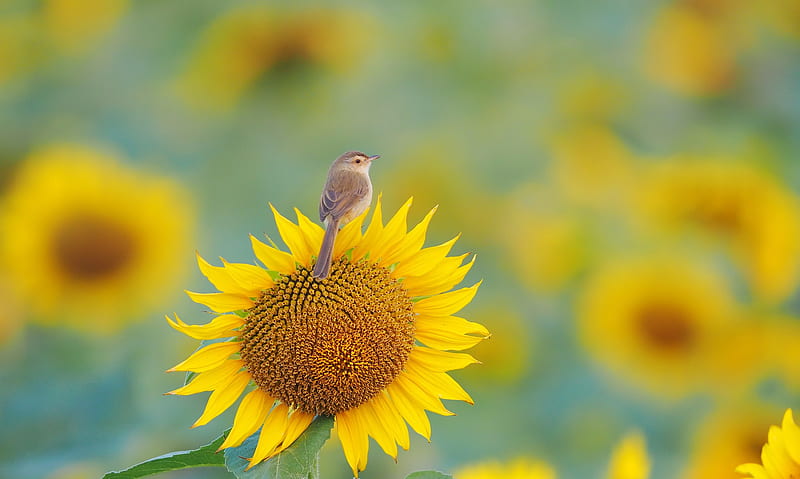 Birds, Warbler, Bird, Flower, Sunflower, HD wallpaper