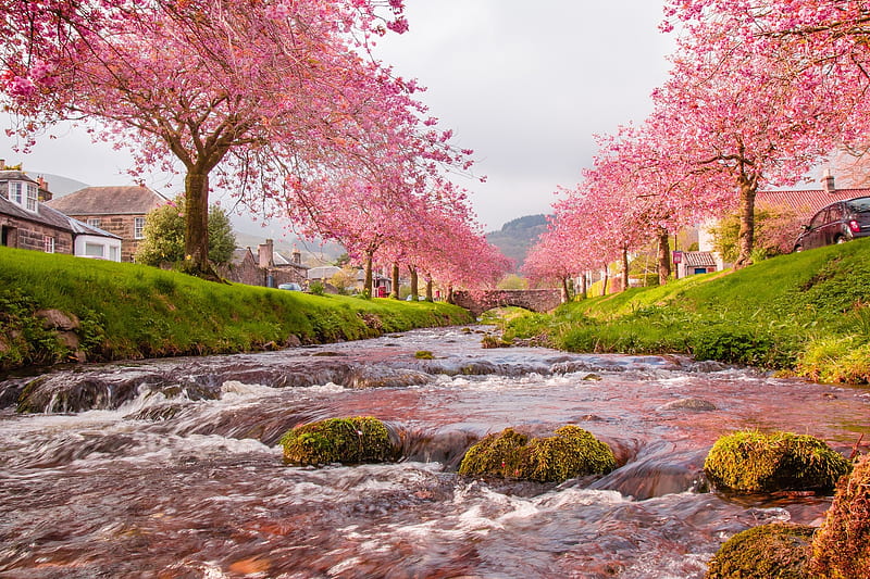 Nature, Pink, Sakura, Earth, Village, River, Cherry Blossom, Man Made, HD wallpaper