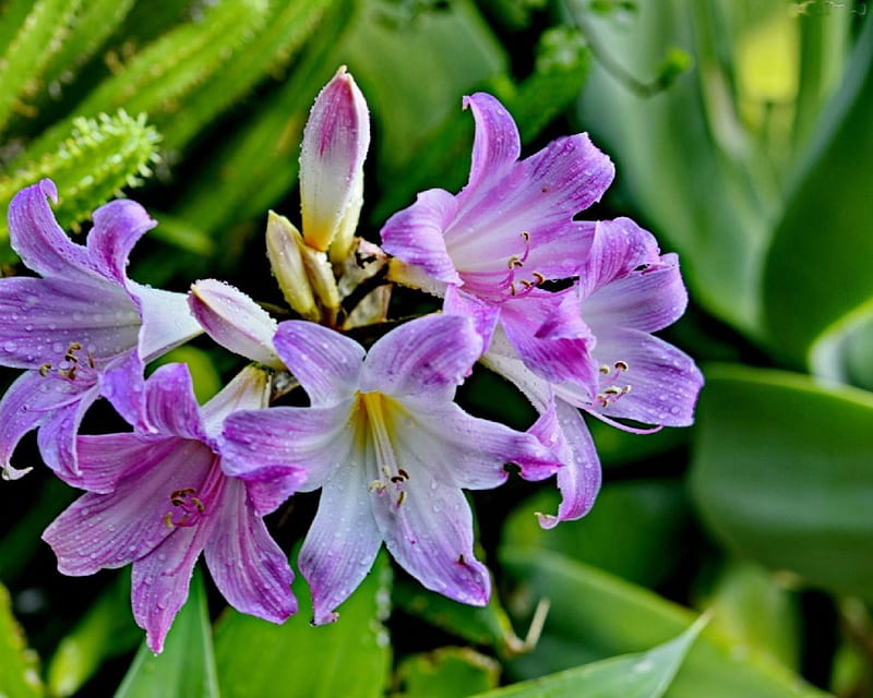 Purple Lilies, wet, lilies, dew, drops, leaves, green, purple, flowers, nature, HD wallpaper