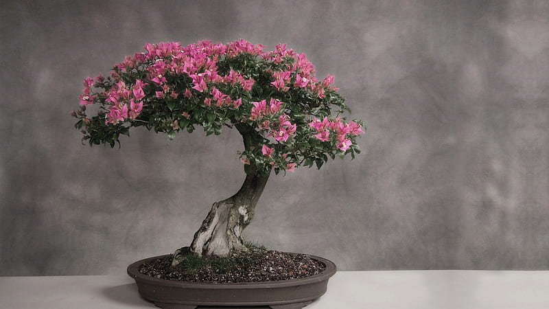 Hermoso bonsai, bonsai, planta corta, encantador, flores, bonito, rosa,  Fondo de pantalla HD | Peakpx